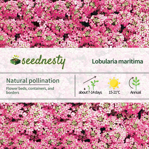 Easter Bonnet Deep Pink Sweet Alyssum Seeds