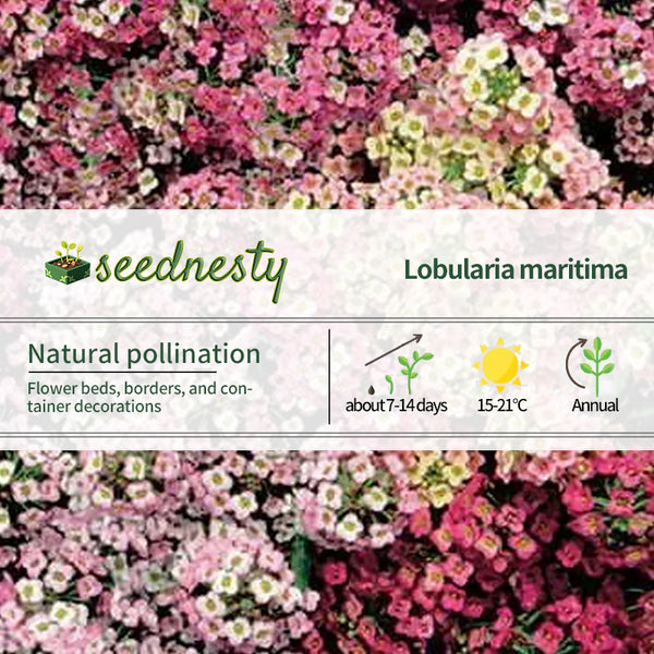 Pastel Carpet Sweet Alyssum Seeds