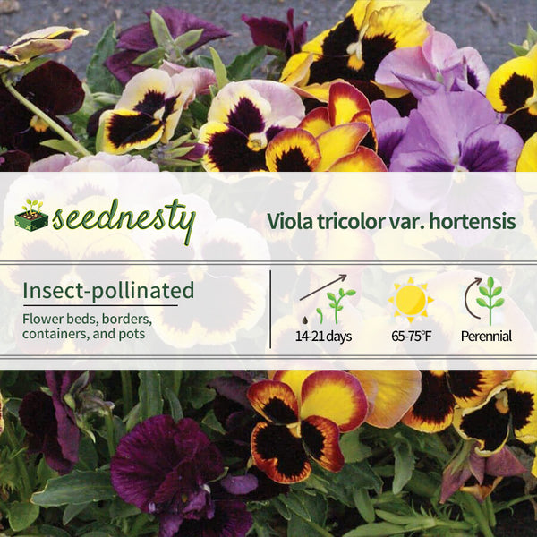 'Swiss Giants Mix' Pansy Heirloom Seeds