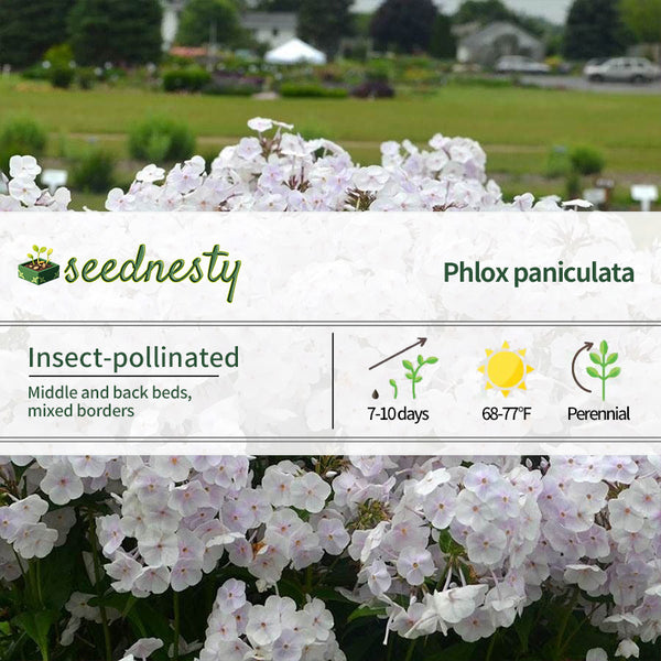 Phlox 'Fashionably Early Crystal'