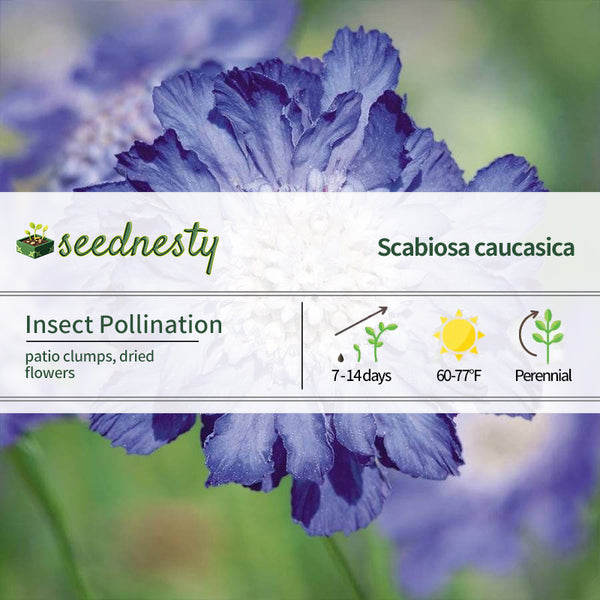 Fama Deep Blue Pincushion Flower Seeds