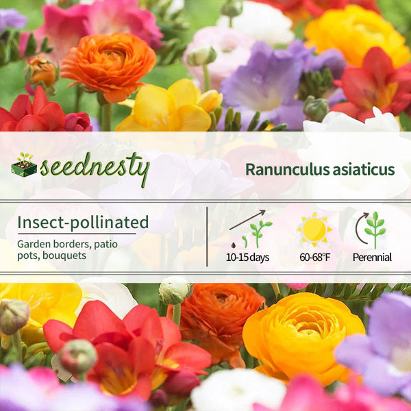 Freesia & Ranunculus Grand Blend Seeds