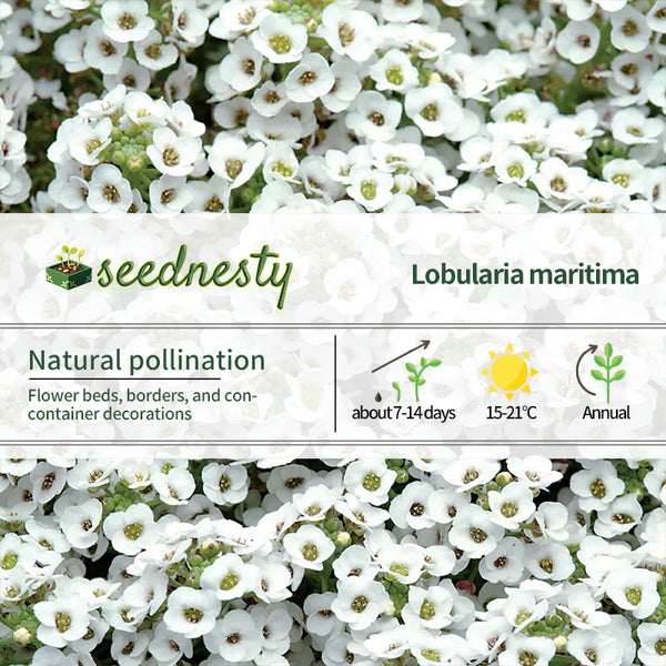Clear Crystal White Sweet Alyssum Seeds