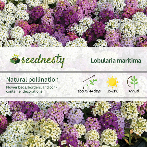Wonderland Mix Sweet Alyssum Seeds