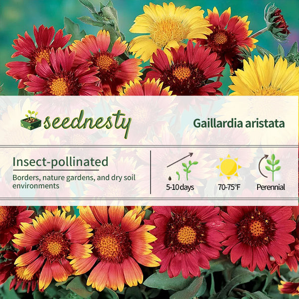 Painter's Palette Blanket Flower Seeds