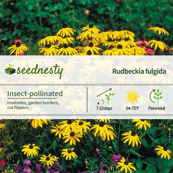 Goldsturm Strain Rudbeckia Seeds