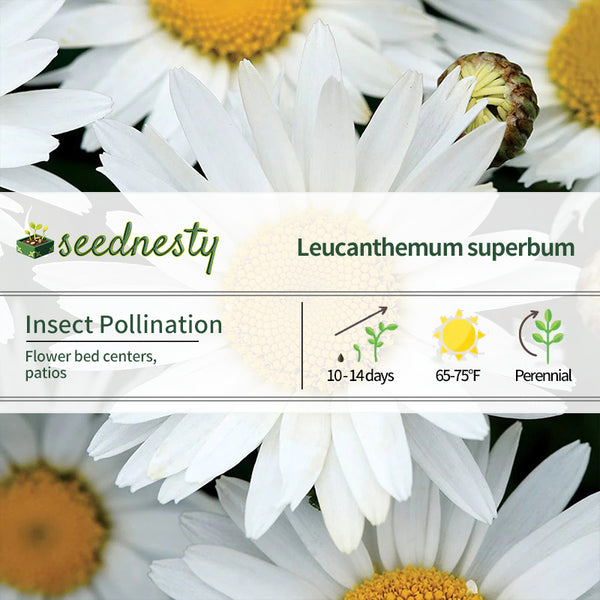 Madonna Shasta Daisy Seeds