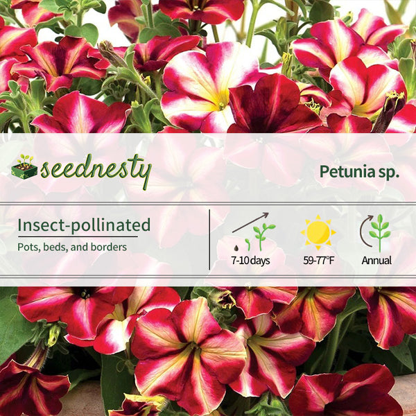 Romantica Star Petunia Seeds