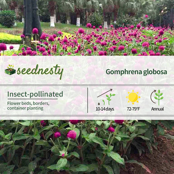 Las Vegas Purple Gomphrena Seeds