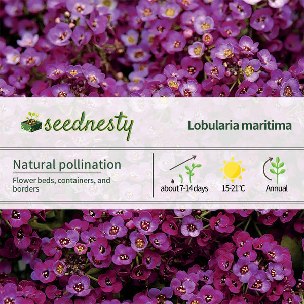 Clear Crystal Purple Shades Sweet Alyssum Seeds