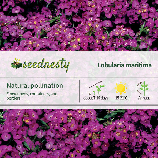 Wonderland Deep Purple Sweet Alyssum Seeds