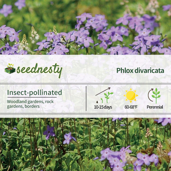 Blue Moon Woodland Phlox