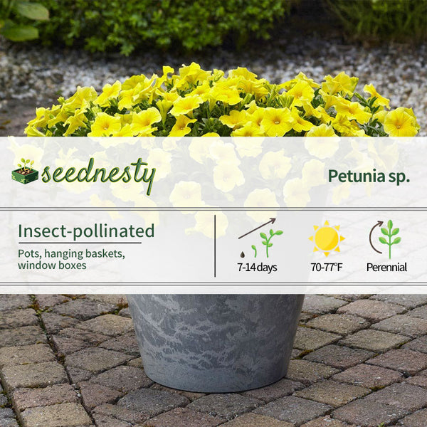 Caliburst Yellow Petchoa Seeds