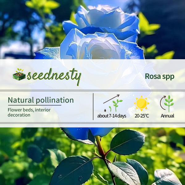 Crushed Ice Blue Rose Seeds