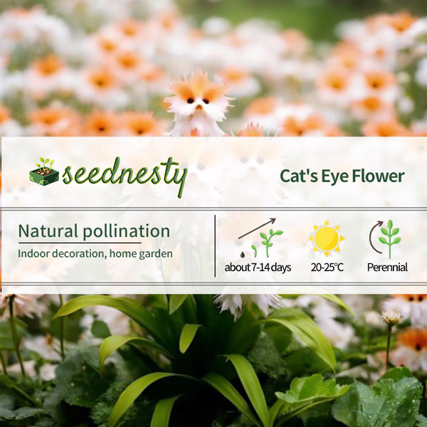 🔥🔥🔥Amazing plants! Cat's eye dazzle
