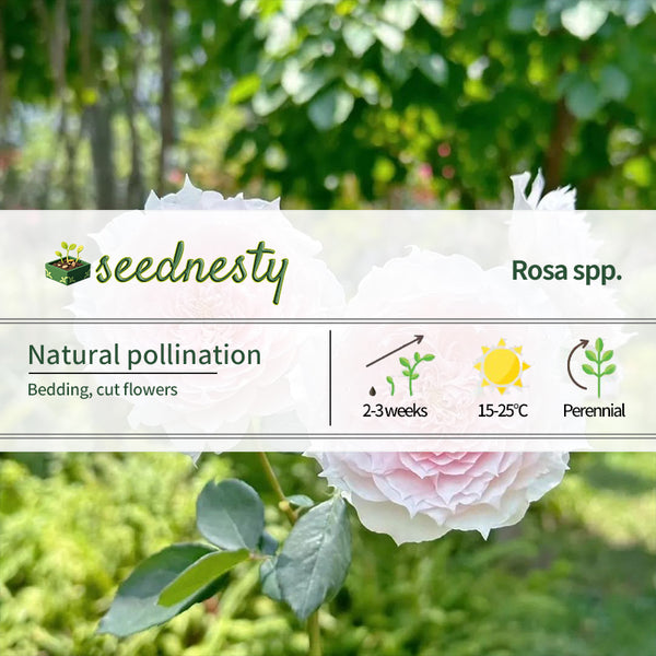 Monique Darve Rose Seeds