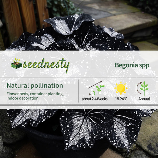 Black Velvet Butterfly Begonia