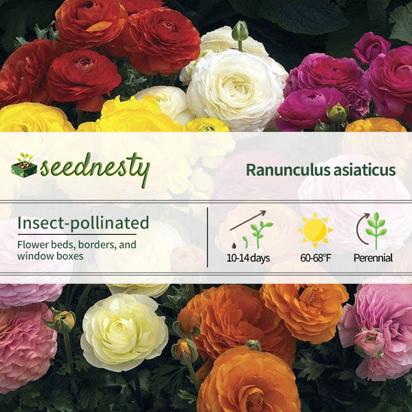 Maché Mix Ranunculus Seeds