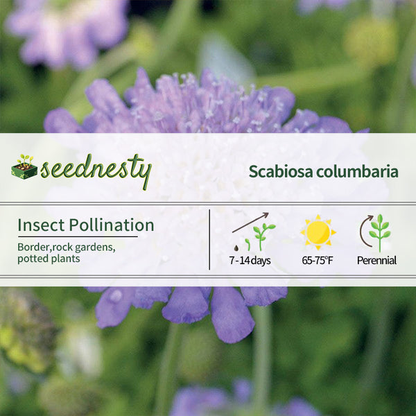 Butterfly Blue Pincushion Flower