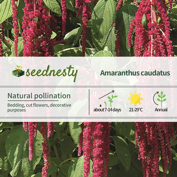Love-Lies-Bleeding Red Amaranthus Seeds