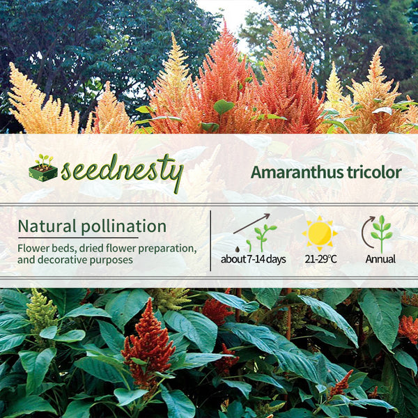 'Autumn's Touch' Amaranthus Seeds