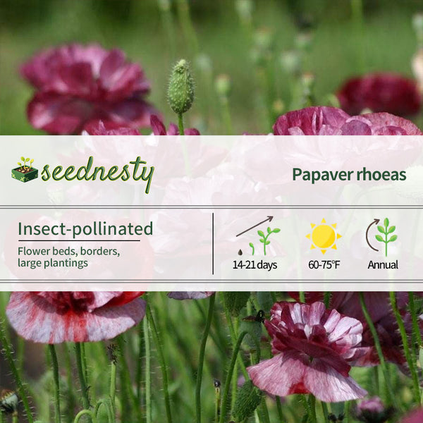 "Pandora" Poppy Seeds