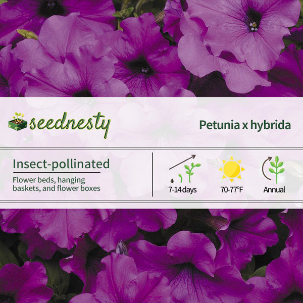 Shock Wave Denim Shades Petunia Seeds