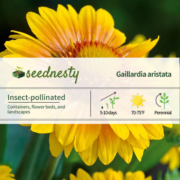 Arizona Apricot Blanket Flower Seeds