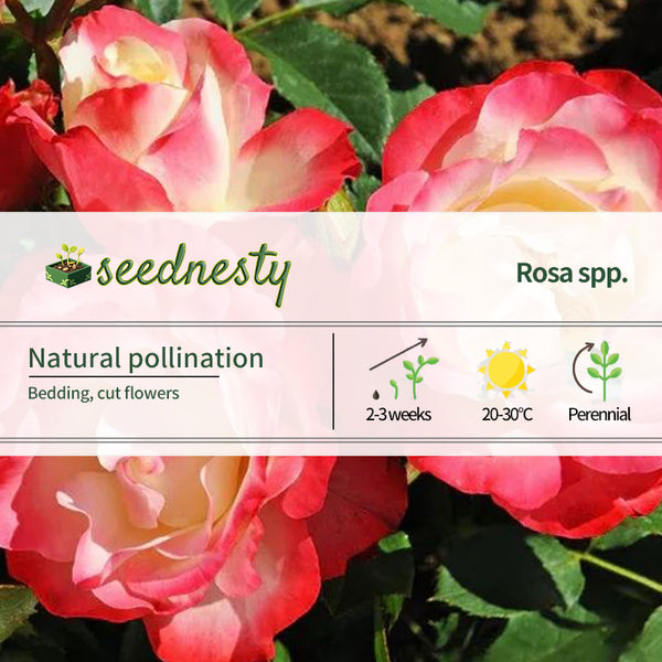 Rose Double Delight Seeds