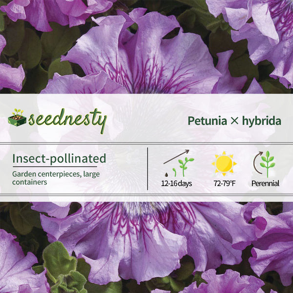 Superbissima Giant Rose Petunia Seeds