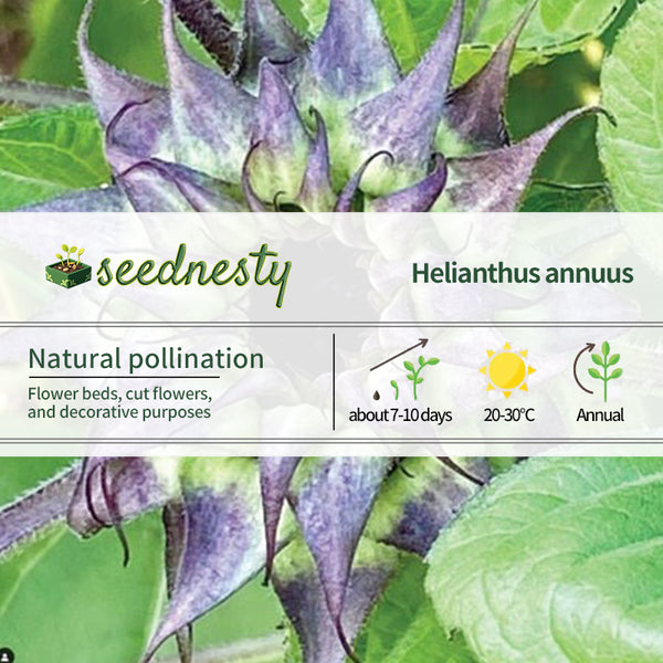 Sunflower Seeds - SunFill Purple