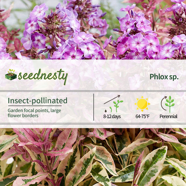 Phlox 'Olympus'