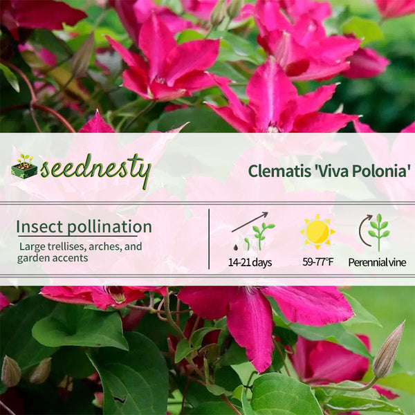 Clematis 'Viva Polonia' Seeds