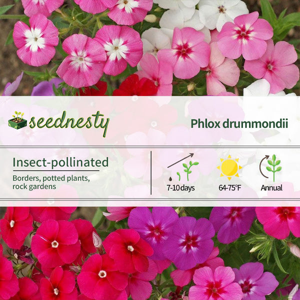 Mixed Annual Phlox Seeds