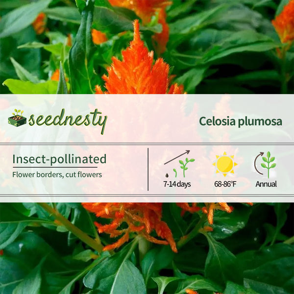 Flamma Orange Celosia Seeds