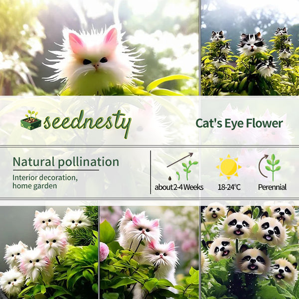 🔥Amazing Plants! 🌈🐱Cat's eye dazzle×Pink long ears cat