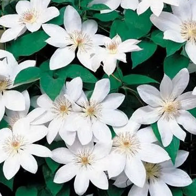 Henryi Clematis Seeds – Seednesty