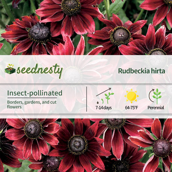 'Cherry Brandy' Rudbeckia Seeds