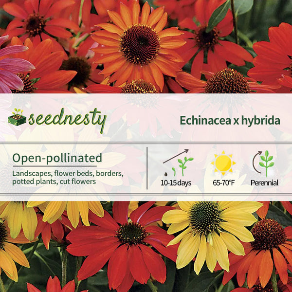Cheyenne Spirit Coneflower Seeds