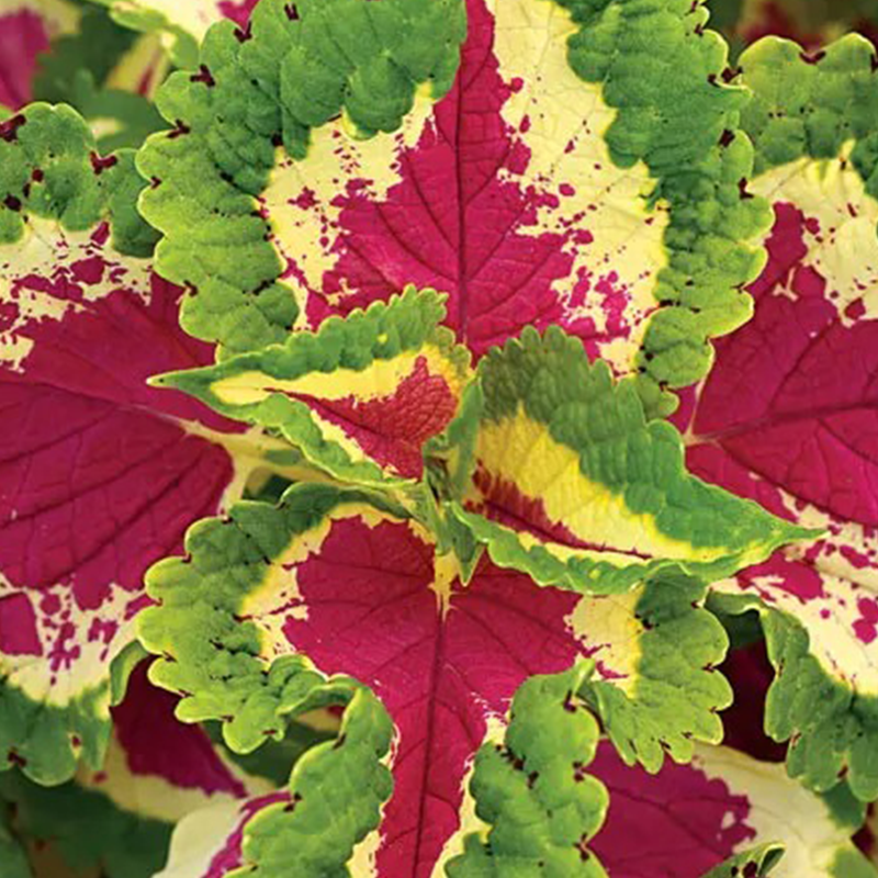Wizard Rose Coleus Seeds – Seednesty