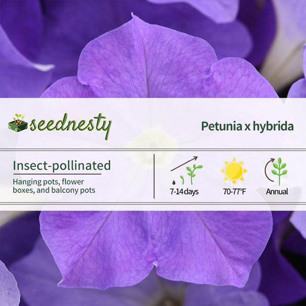 E3 Easy Wave Sky Blue Petunia Seeds