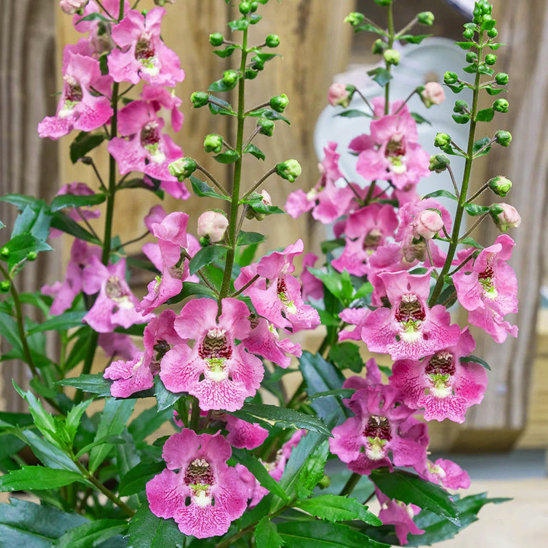 Serena Raspberry Angelonia Seeds – Seednesty