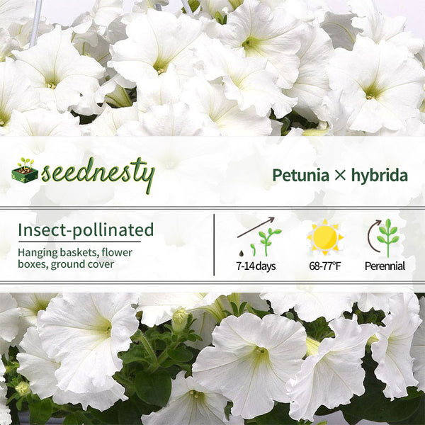 E3 Easy Wave White Petunia Seeds