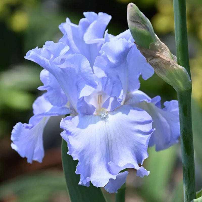 Light Blue Ruffled Tall Bearded Iris Seeds Seednesty