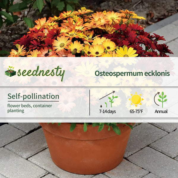 Akila Sunset Shades Osteospermum Seeds