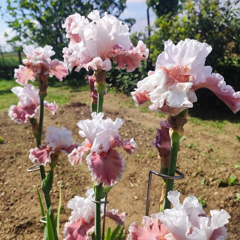 Pink & White Ruffled Tall Bearded Iris Seeds Seednesty