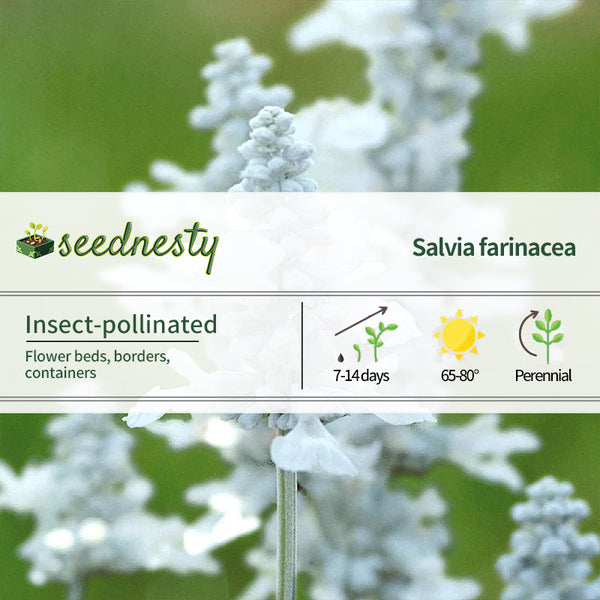 Evolution White Salvia Seeds