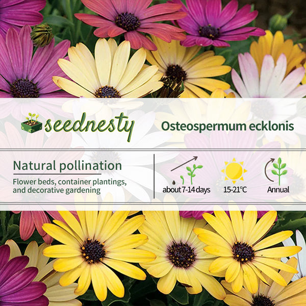 Grand Canyon Mix Osteospermum Seeds