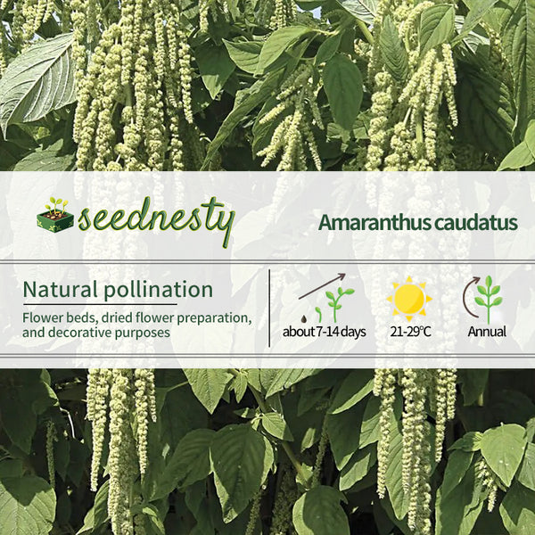 Love-Lies-Bleeding Green Amaranthus Seeds