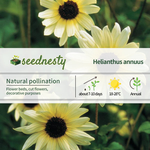 Sunflower, Italian White